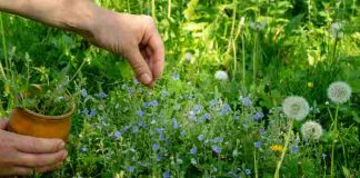 Wymogi uprawy, hodowla oraz wykorzystanie w dekoracjach niezapominajki błotnej - przewodnik dla miłośników ogrodnictwa