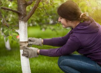 Cięcie wiśni – kiedy i jak prawidłowo przycinać drzewa wiśni. Jakie wiśnie przycina się wiosną. Przycinanie drzew wiśniowych – jak i kiedy odpowiednio wykonać pielęgnacyjne cięcia wiosenne