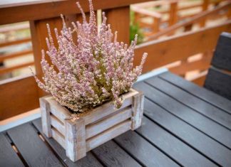 Wrzosy na balkon i taras – jesienne aranżacje z wrzosami w roli głównej (zdjęcia) Aranżacje balkonu i tarasu z użyciem wrzosów na jesień – inspiracje w galerii zdjęć