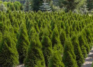 Wybór najlepszych gatunków iglaków o szybkim tempie wzrostu i ich praktyczne zastosowanie