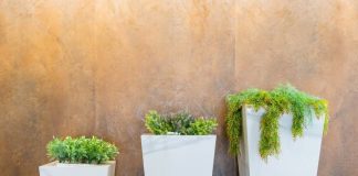 Jak opiekować się paprociami w doniczkach - wskazówki do hodowli domowych paprotkowych roślin