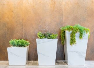 Jak opiekować się paprociami w doniczkach – wskazówki do hodowli domowych paprotkowych roślin Jak opiekować się paprociami w doniczkach - wskazówki do hodowli domowych paprotkowych roślin