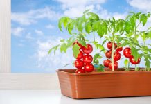 Kwitnienie pomidorów bez zawiązywania owoców - metody ręcznego zapylania