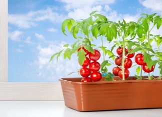 Kwitnienie pomidorów bez zawiązywania owoców - metody ręcznego zapylania