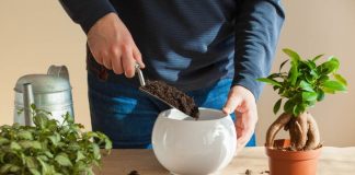 Naturalne metody wzbogacania ziemi dla kwiatów domowych – wykorzystanie skorupek jaj i fusów po kawie