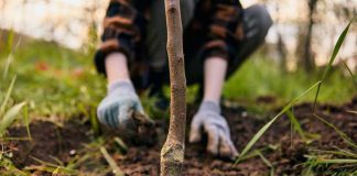 Hornbeam jako idealne drzewo na żywopłoty i aleje - porady dotyczące uprawy i wymagań