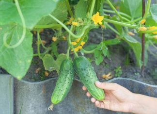 Prosty przewodnik po uprawie ogórków dla początkujących ogrodników