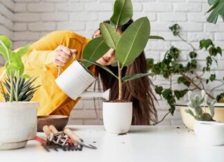 Optymalne rośliny doniczkowe dopasowane do warunków panujących w kuchni