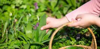 Dekoracyjne odmiany chmielu do ogrodu – sposób uprawy, pielęgnacja i praktyczne zastosowania