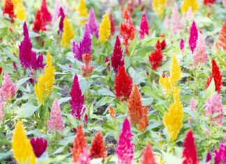 Jak stworzyć wymarzony wielobarwny ogród Jak stworzyć wymarzony wielobarwny ogród