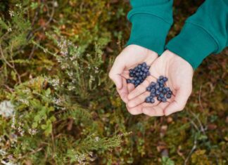 Wiosenne zabiegi pielęgnacyjne – jak i kiedy przycinać krzewy borówki amerykańskiej Wiosenne zabiegi pielęgnacyjne - jak i kiedy przycinać krzewy borówki amerykańskiej