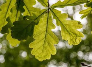 Najpiękniejsze ozdobne drzewa liściaste do ogrodu – Różnorodność gatunków i rodzajów Najpiękniejsze ozdobne drzewa liściaste do ogrodu - Różnorodność gatunków i rodzajów