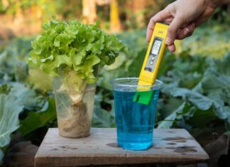 Różnorodność ściołek w ogrodnictwie i sposoby ich wykorzystania – czym ściółkować rośliny? Różnorodność ściołek w ogrodnictwie i sposoby ich wykorzystania - czym ściółkować rośliny?