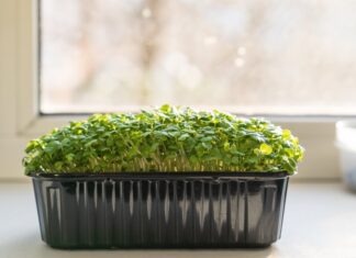 Golteria pełzająca – idealna roślina na wrzosowiska i do uprawy w doniczkach Golteria pełzająca - idealna roślina na wrzosowiska i do uprawy w doniczkach