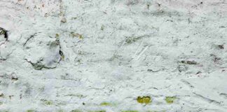 Zielone ściany z mchu w domowym wnętrzu – jak je wykonać i utrzymać w doskonałej kondycji