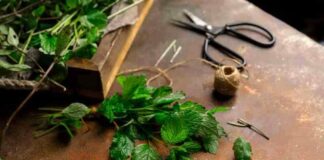 Jak hodować melisę w ogrodzie i czy jest odporna na zimowe warunki