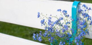 Wiosenne niezapominajki - porady dotyczące uprawy w ogrodzie i donicach