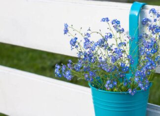 Wiosenne niezapominajki – porady dotyczące uprawy w ogrodzie i donicach Wiosenne niezapominajki - porady dotyczące uprawy w ogrodzie i donicach
