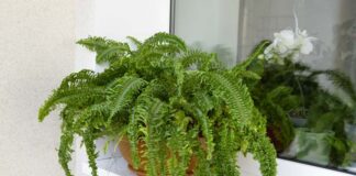 Dekoracyjne liście na balkonie - Rośliny do kompozycji pojemnikowych