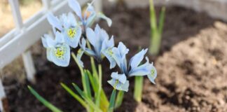 Jak skutecznie uprawiać narcyzy w ogrodzie - uwaga na termin sadzenia cebul!