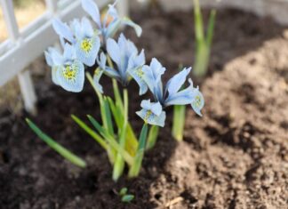 Jak skutecznie uprawiać narcyzy w ogrodzie - uwaga na termin sadzenia cebul!